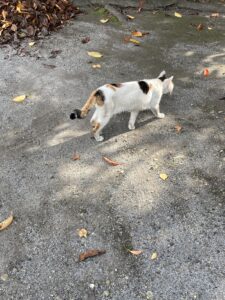 境内の落ち葉の上を歩く、玉姫稲荷神社の猫さま