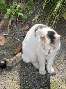 玉姫稲荷神社の境内で静かに座る三毛猫の猫さま