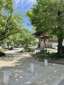 山谷堀公園・吉野橋付近の並木道