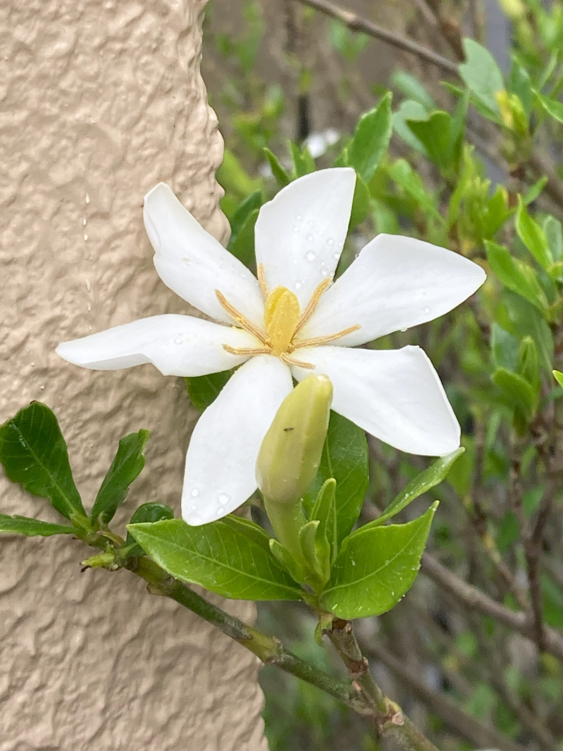 クチナシの白く小さい可愛い花が咲いている。