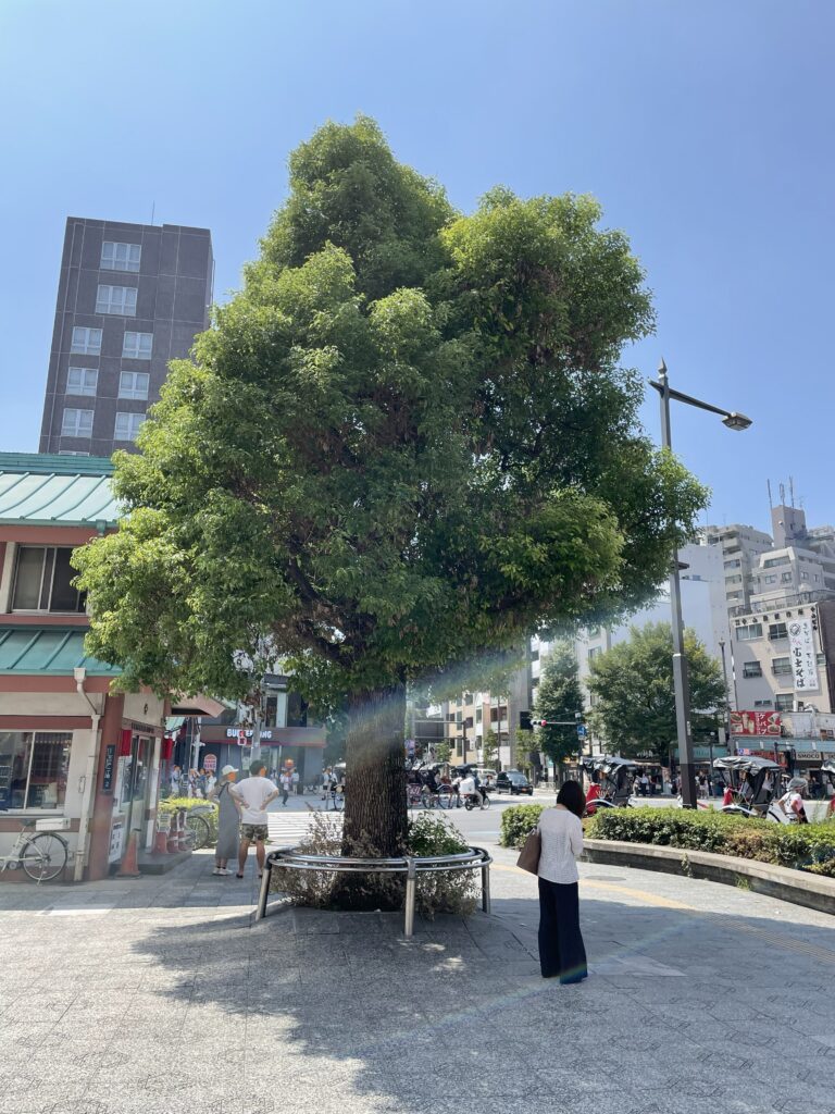 吾妻橋交差点近くにある花川戸交番。その側に立つ大きな木は待ち合わせ場所に利用され、夏は太陽光から体を守る木陰を作ってくれる。