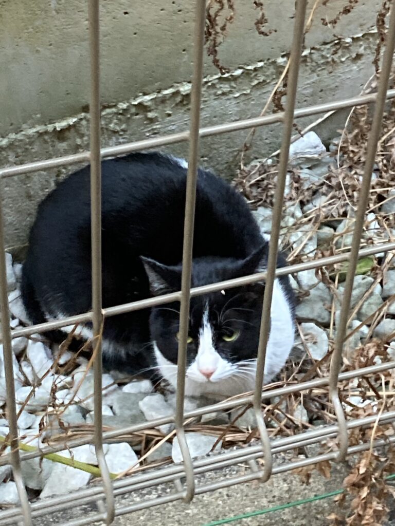 フェンス越しに、伏せた体勢でこちらを警戒するハチワレ猫のハッちゃん。