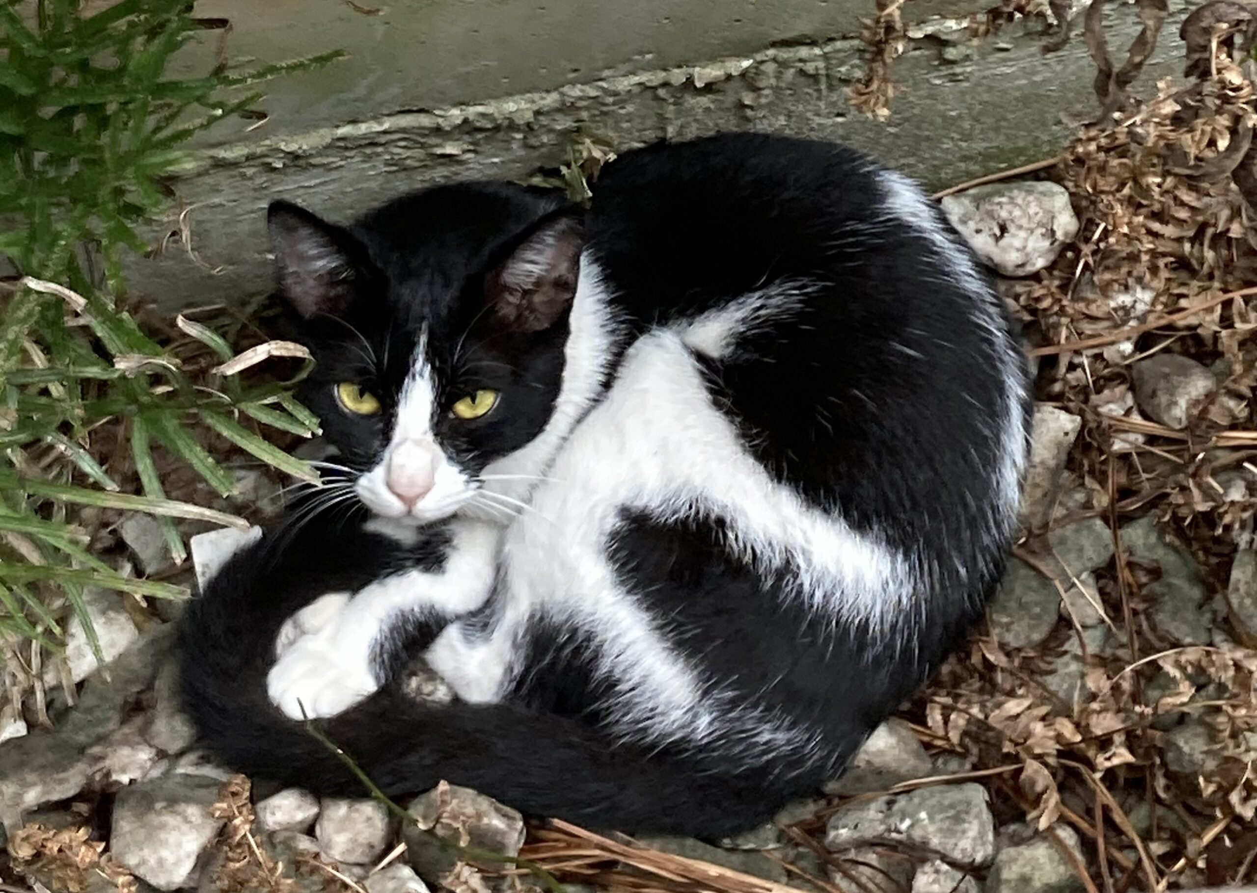 枯れた草木の中、外壁とフェンスのすき間で身を丸めてこちらを睨むハチワレ猫のハッちゃんの写真を拡大。