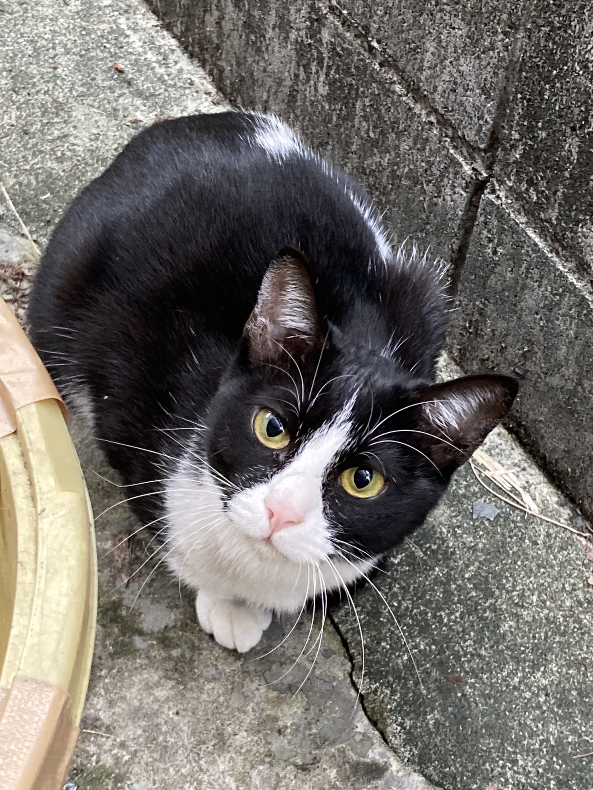 正面をじっと見つめるハチワレ猫のハッちゃん。黒と白の毛並みに、きりっとした黄色い瞳が印象的。