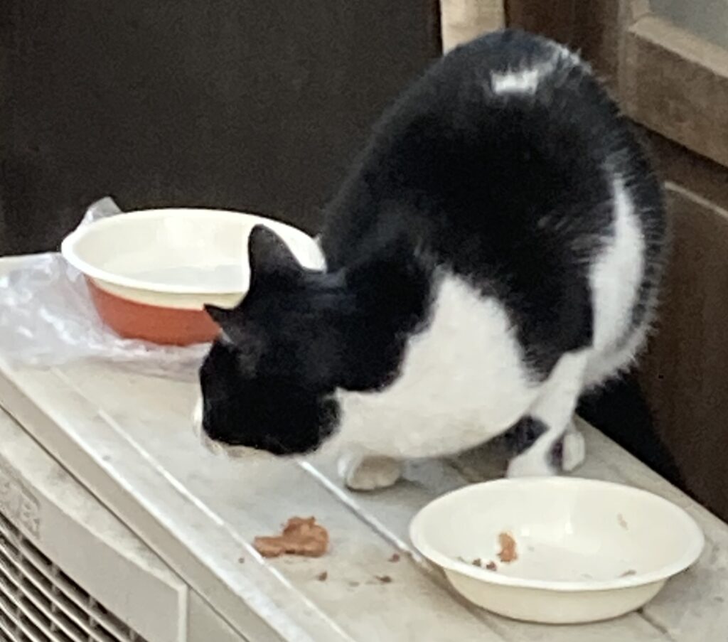 室外機の上で、用意されたご飯を食べるハチワレ猫のハッちゃん。白い皿に夢中で顔を近づけている。