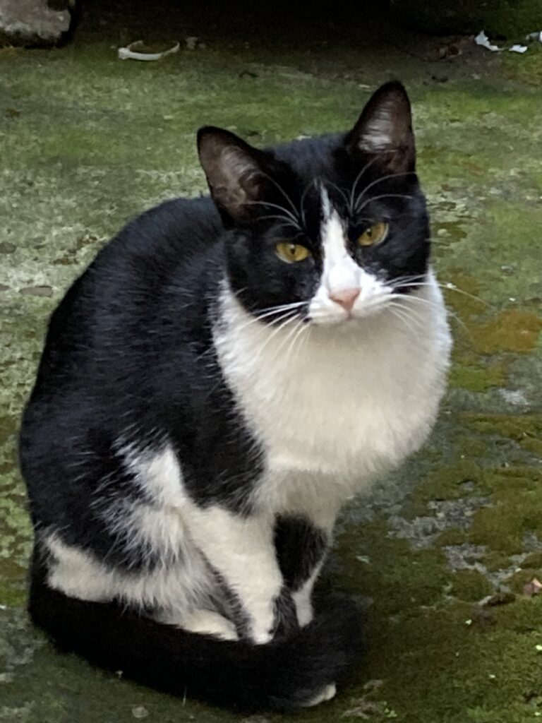 地面に座りながら、こちらを静かに見上げるハチワレ猫のハッちゃん。控えめで穏やかな表情が印象的。