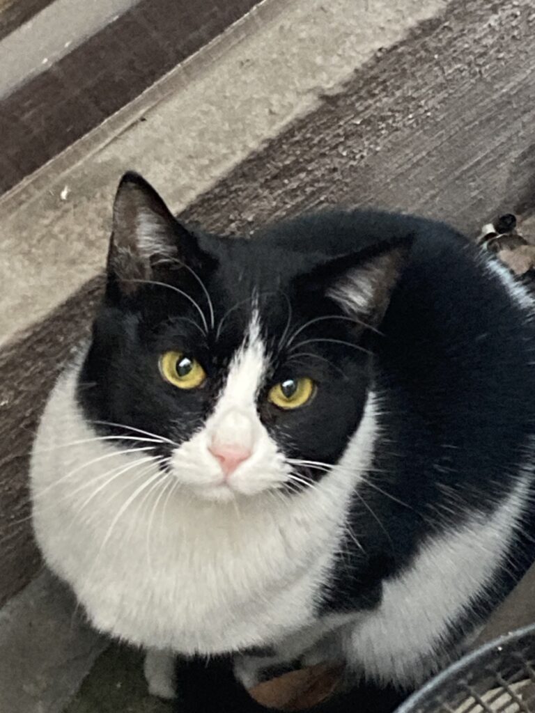 階段の下で、まんまるな目で見上げてくるハチワレ猫のハッちゃん。優しいまなざしが胸に残る。