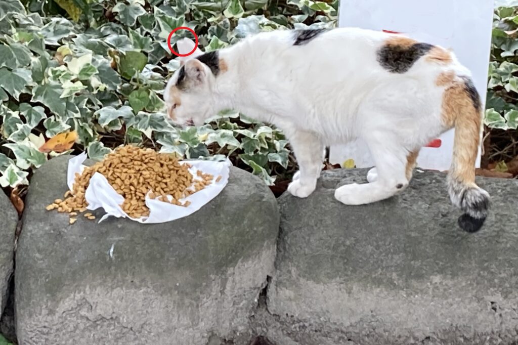 玉姫稲荷神社で出会った桜耳の地域猫。石の上でご飯を食べている様子。