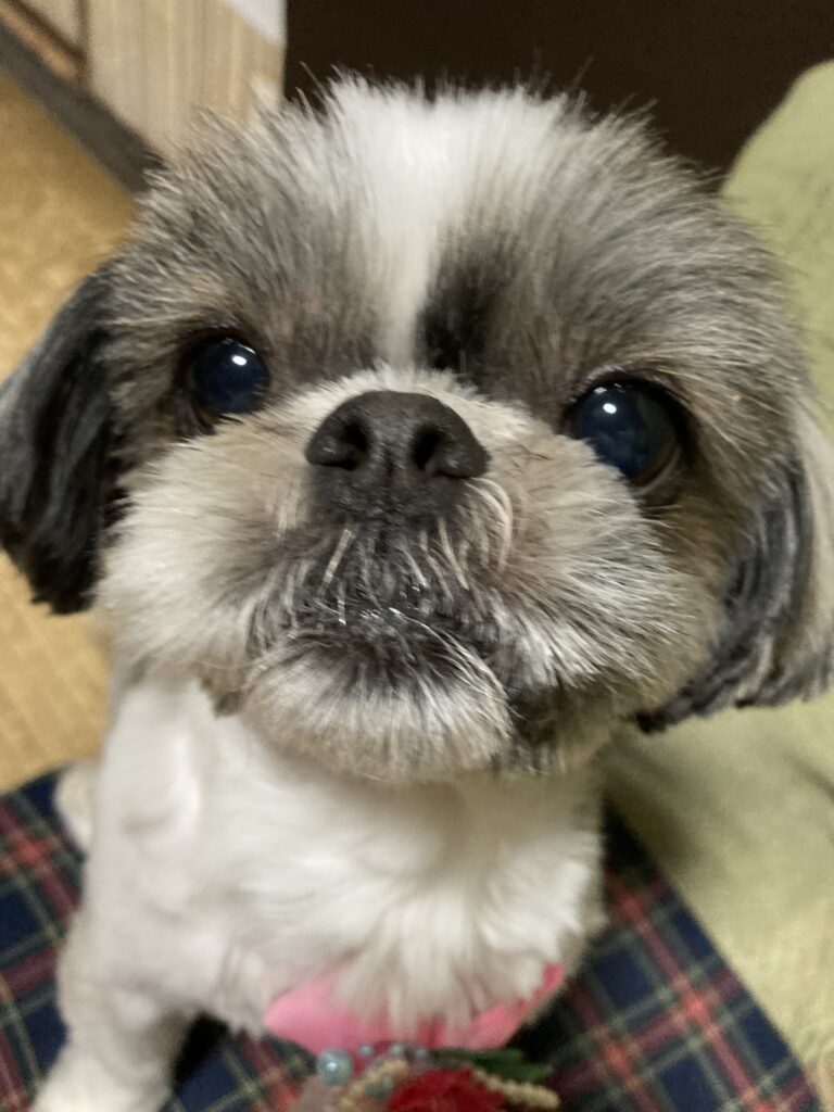 可愛いシーズー犬のアップ。