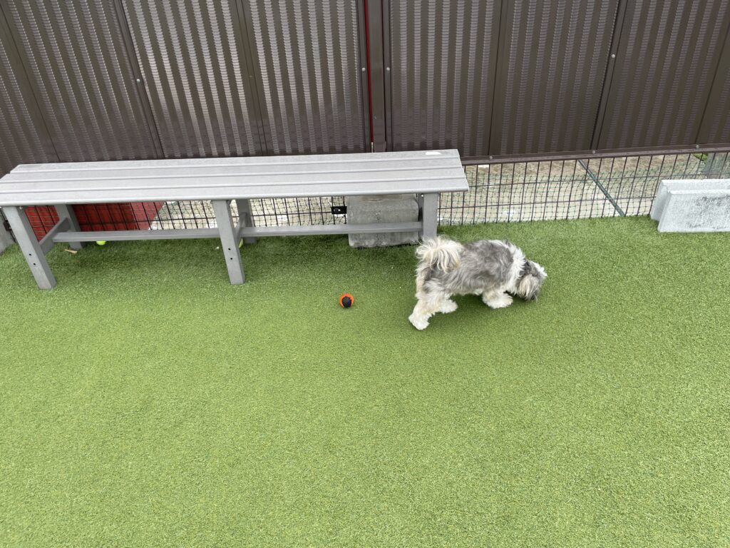 ドックランの人工芝を歩くシーズー犬。