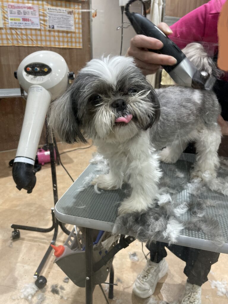 トリミングサロンで、バリカンを使い、トリミングをされているシーズー犬。