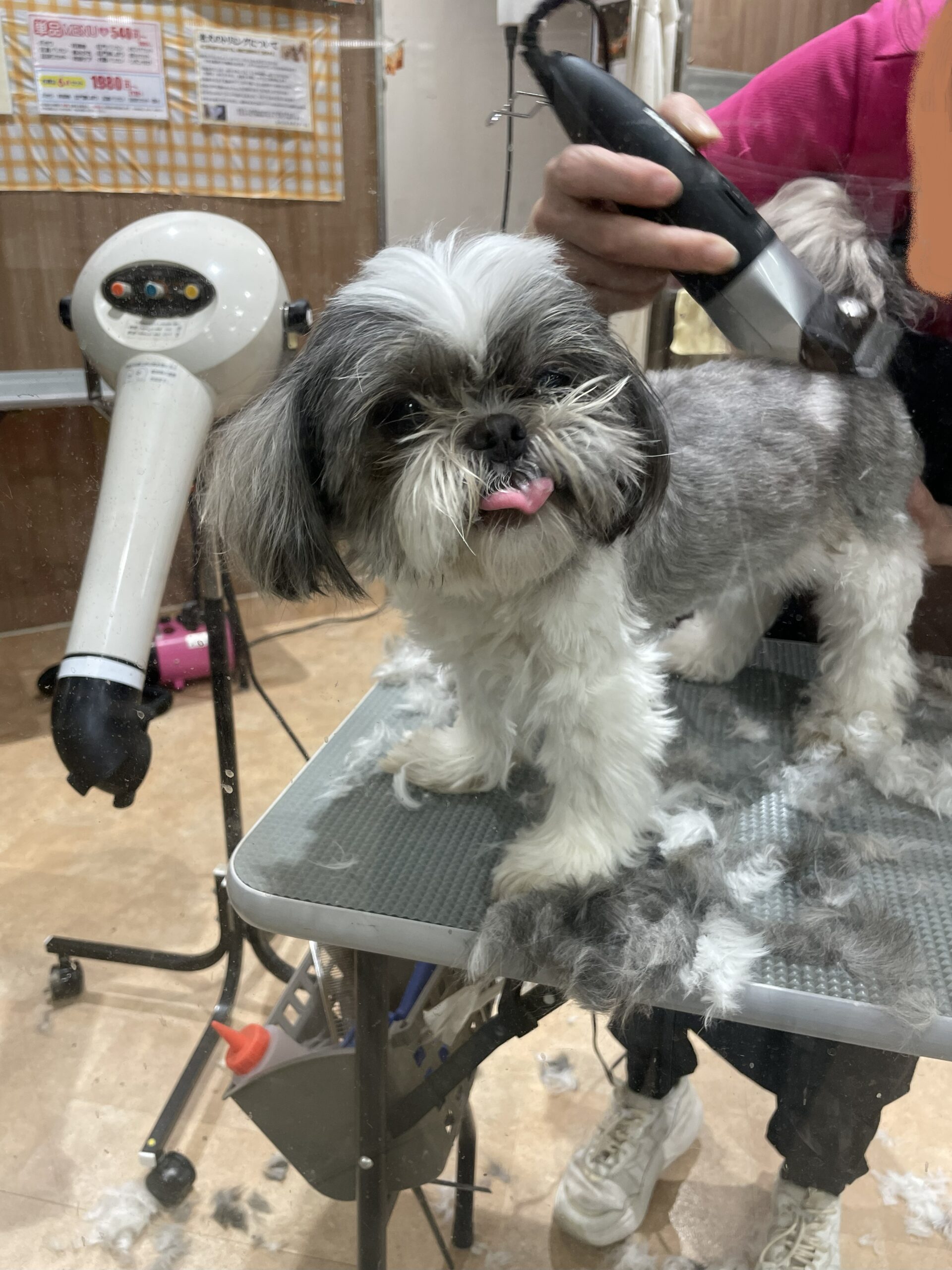 トリミングサロンで、バリカンを使い、トリミングをされているシーズー犬。