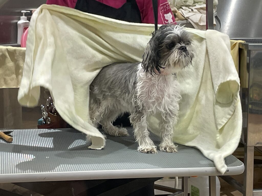 トリミングサロンで、シャンプー後、体を拭いてもらうシーズー犬。
