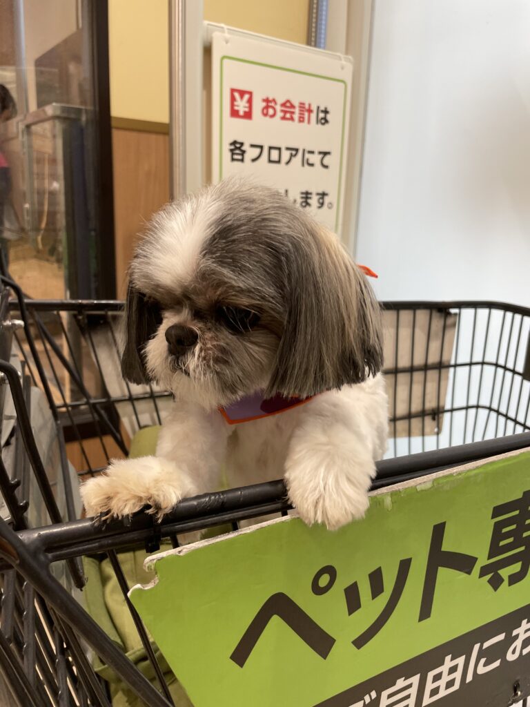 ロイヤルホームセンター南千住の「Aペットグループ」でトリミングをしたシーズー犬。