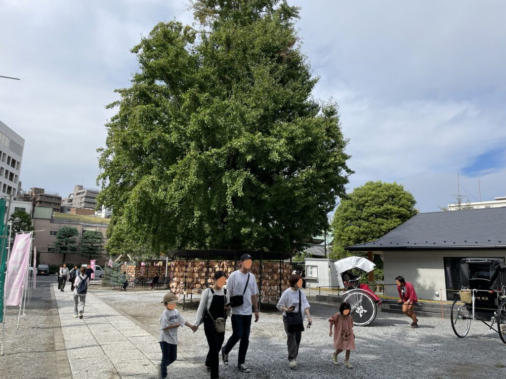 今戸神社の境内に立つ大きな銀杏の木と人力車の風景。