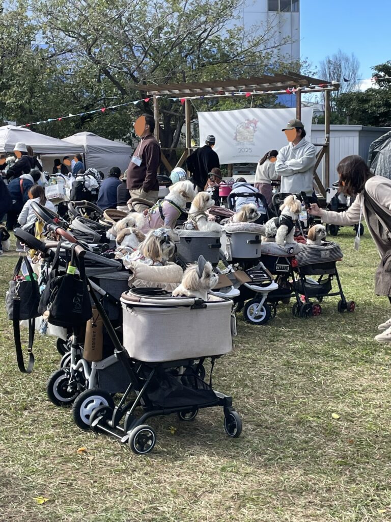 シーズーたちがペット用カートにのっている。その様子を撮影する参加者の姿。