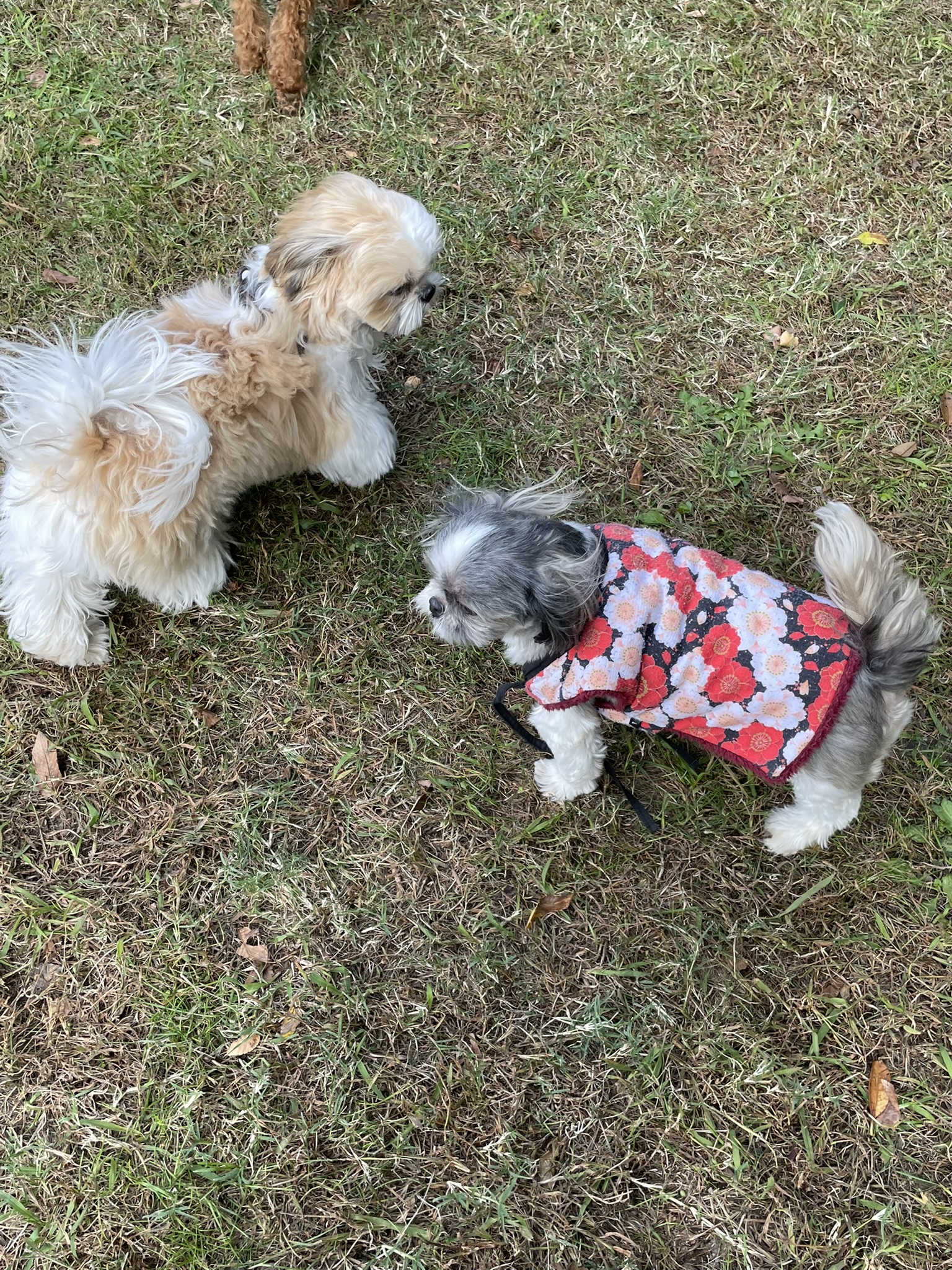 ドッグランで仲良く過ごすシーズーたち。