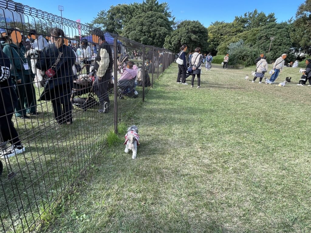 シーズーフェスティバル開催中のドッグランの様子。シーズーたちも楽しそうにしている。