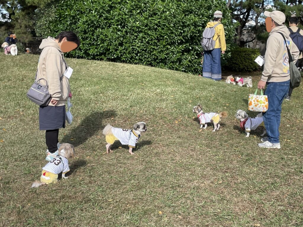 ユニフォームを着たシーズーたちが家族と一緒に穏やかな時間を過ごしている。