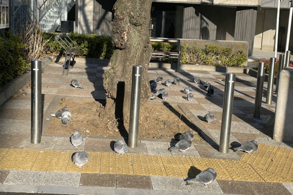 【地方橋】冬の夕暮れの「地方橋」の様子。鳩やスズメたちがいる。