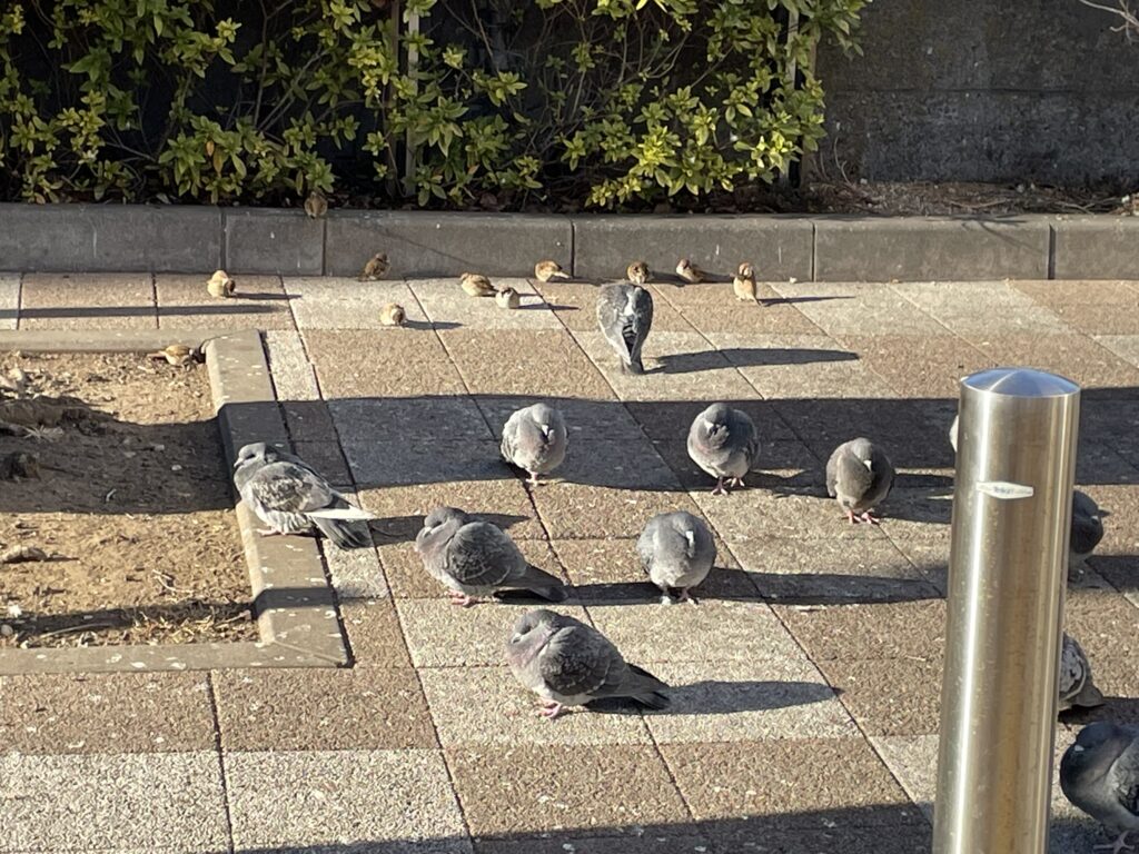 【地方橋】スズメたちはスズメたちで、鳩たちは鳩たちで、まとまって休んでいる。