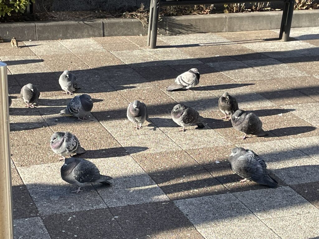 【地方橋】体の羽毛を膨らませている鳩たち。