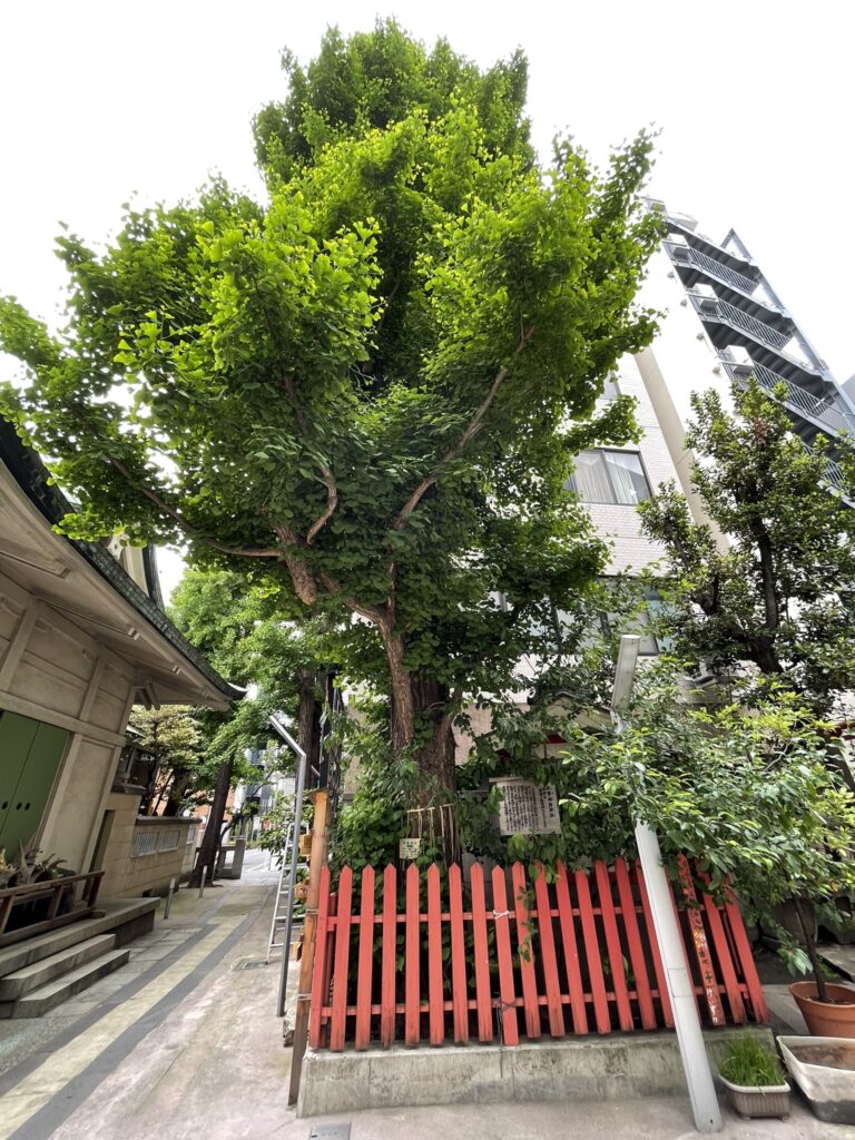 銀杏岡八幡神社の大銀杏。
