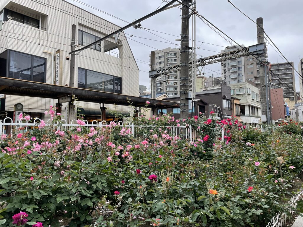 三ノ輪橋停留場のホームと、ピンクや赤・オレンジなど色とりどりのバラが咲き誇る花壇の全景。