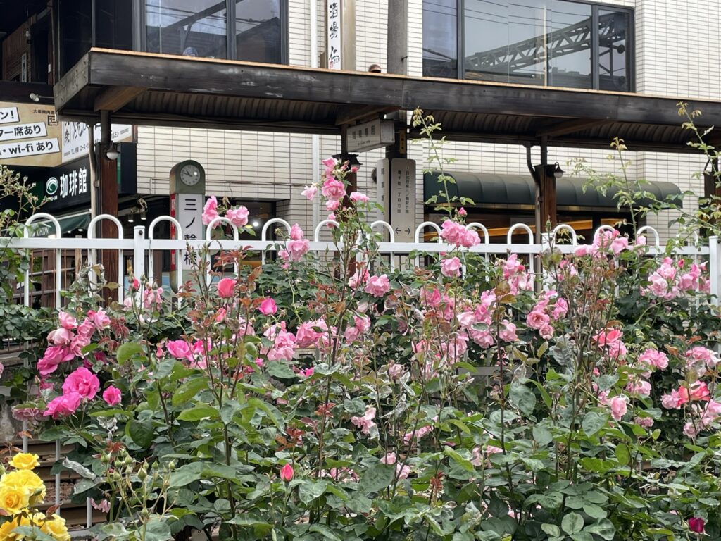 「三ノ輪橋」の駅名標とピンクのバラが手前に咲く、停留場正面の風景。