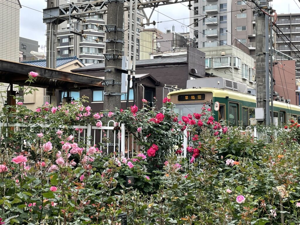 「早稲田」行きの都電9000形レトロ車両と、手前のピンクや赤のバラ花壇。