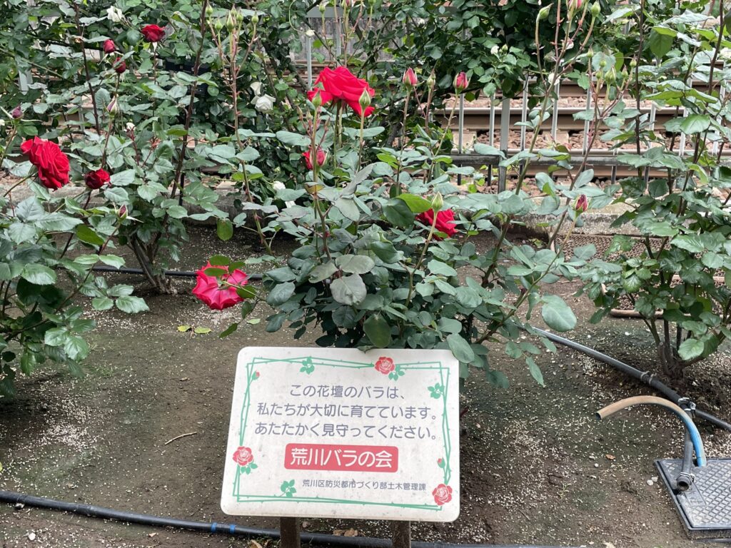 「荒川バラの会」の看板が立つバラ花壇。奥に都電の線路が見える。