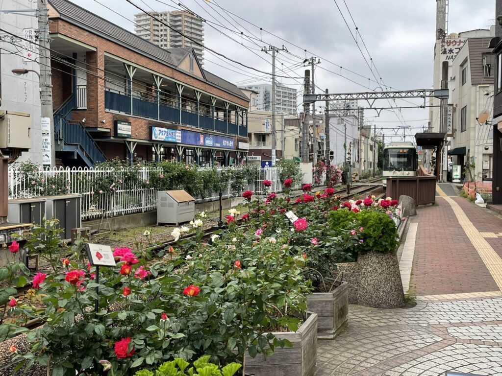 三ノ輪橋停留場から早稲田方向を望む風景。線路沿いに赤・白・ピンクのバラが続き、奥に都電の車両が見える。