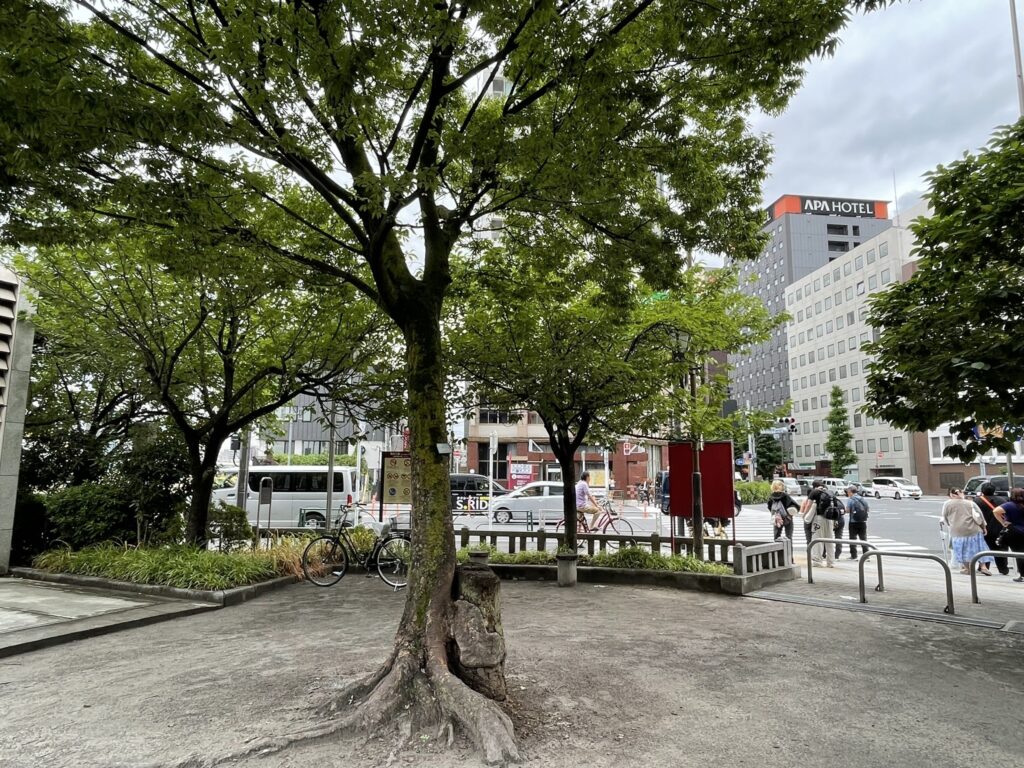境内のそばの大きな木と空。