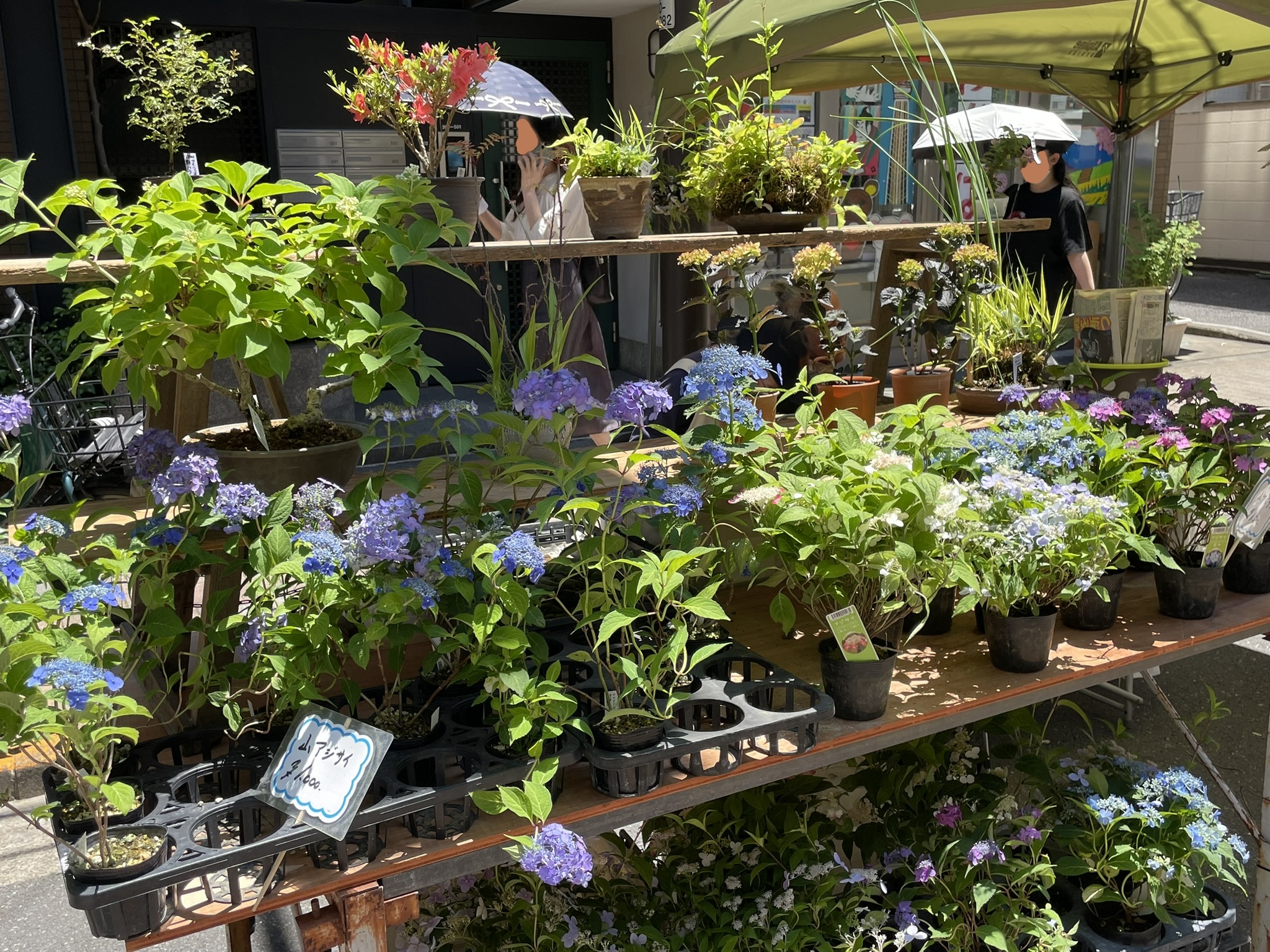 色とりどりの草花が並ぶ露店。紫陽花なども見られる。