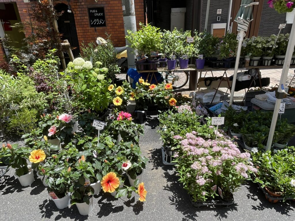 鮮やかな花々が並ぶ露店のクローズアップ。暑い日差しの中、花が美しく咲いている。