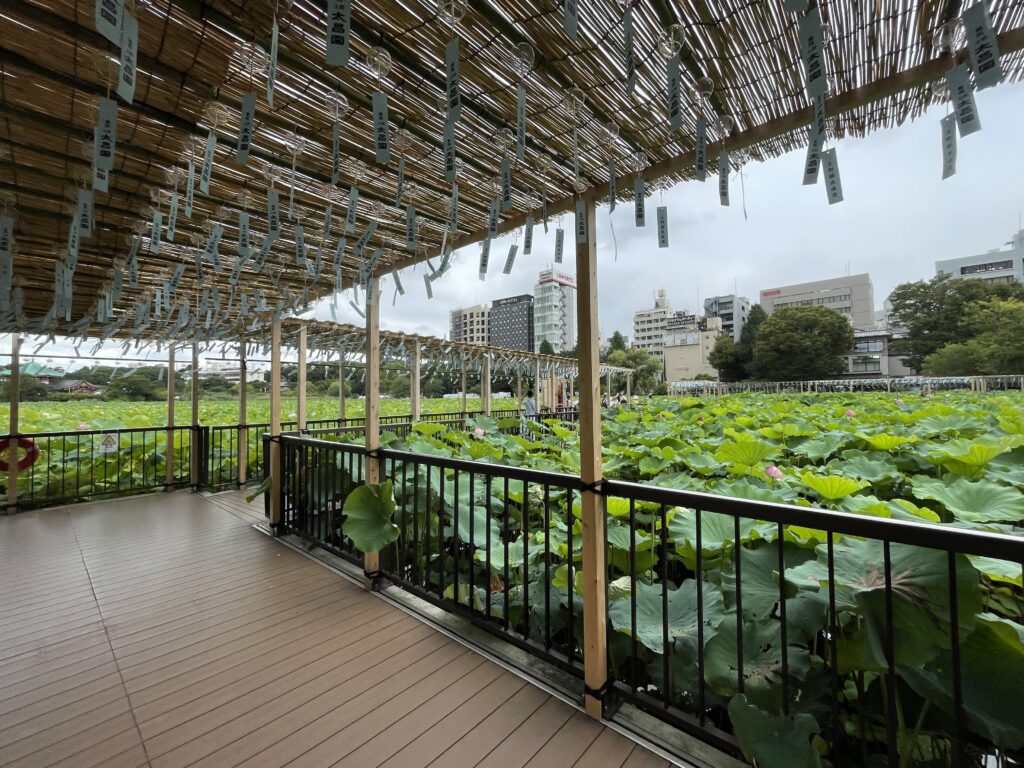 不忍池の蓮に沿ってのびる、うえの夏まつりのりんりん回廊