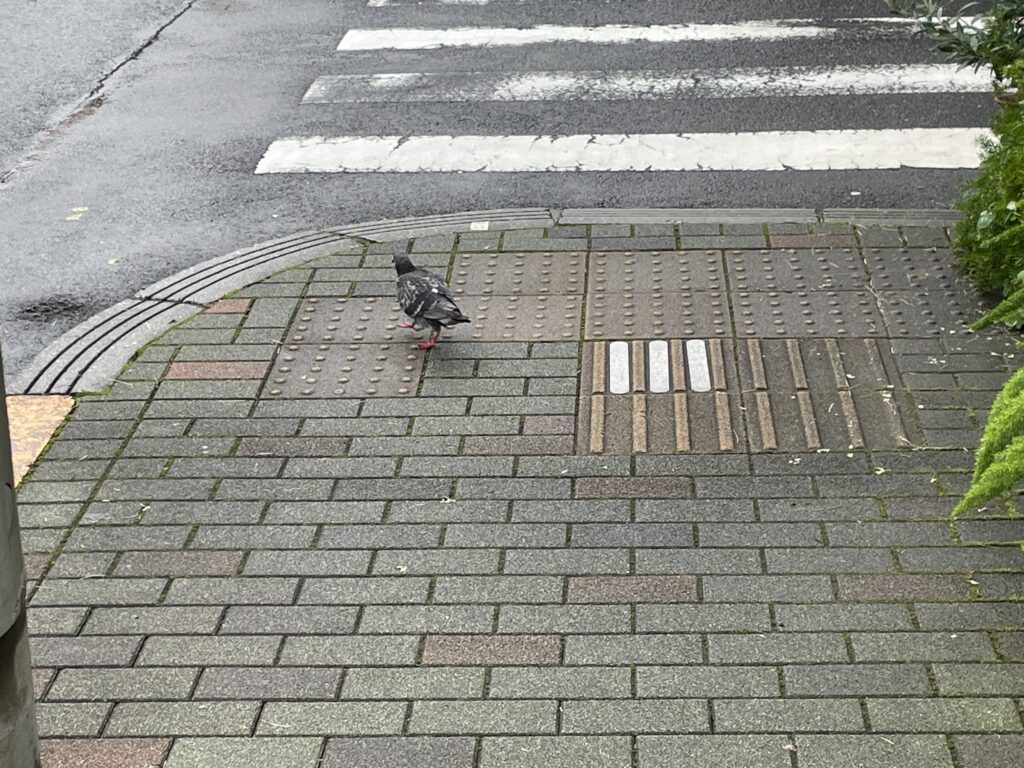吉野通り近くの歩道を歩く一羽のハト