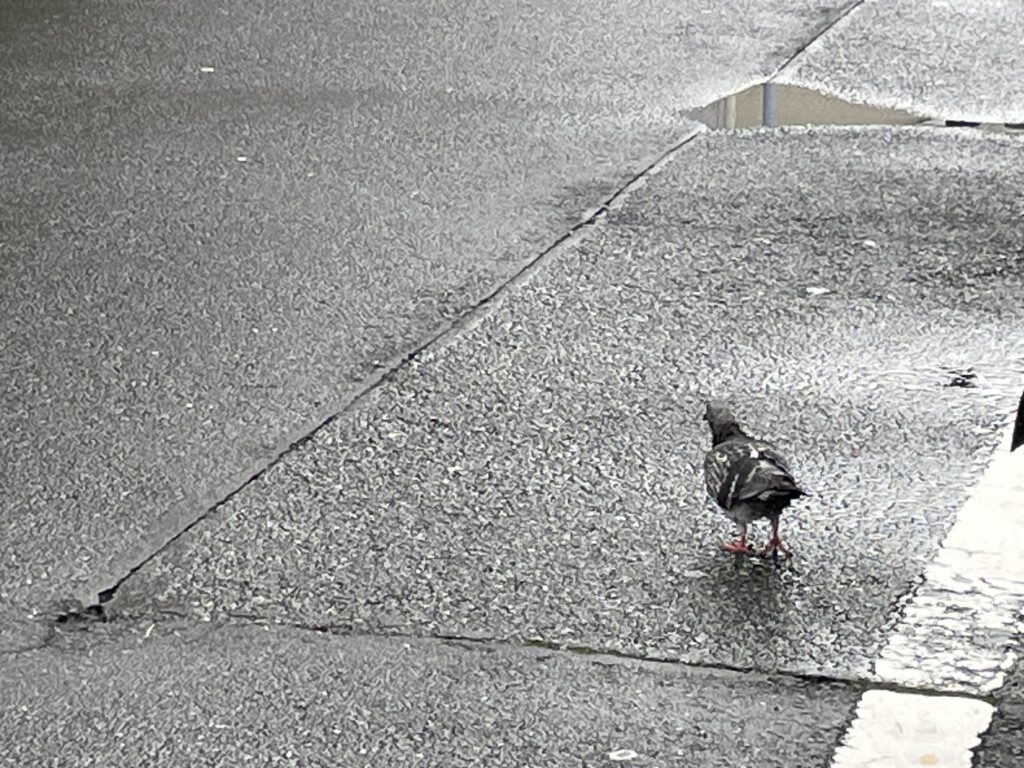 小雨が降り、ハトの体も濡れています