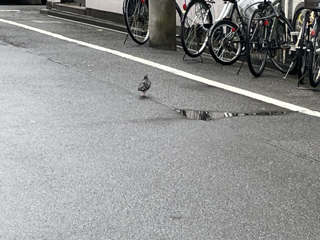 他のハトの姿はなく、一羽のみです