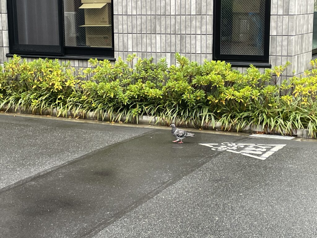 飛ぶことなく、ひたすら歩く、やせ細ったハト