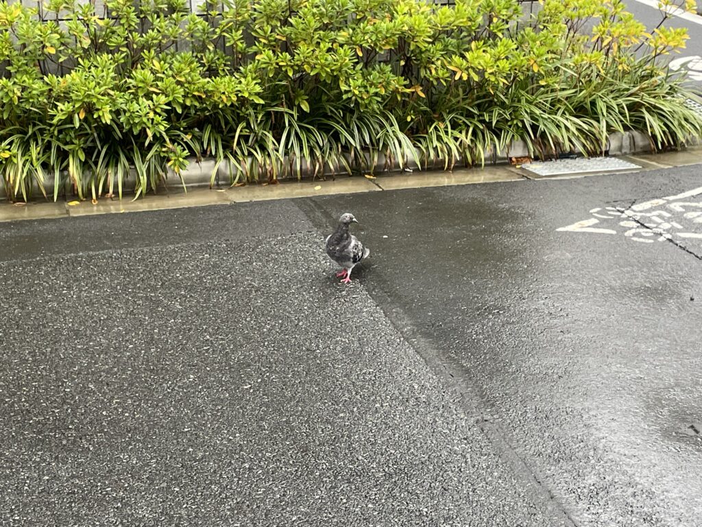 ハトの姿は寂しそうに見えました
